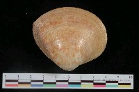 藏品(花斑馬珂蛤)的圖片